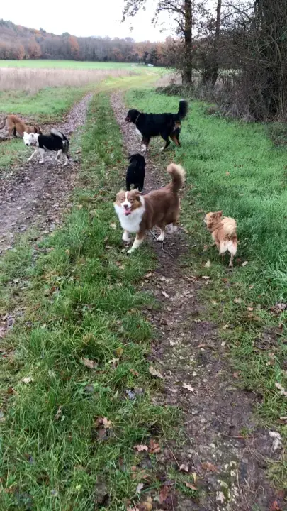 L'Ecole de Médor et Youki - Pension pour chien et Formation éducateur canin