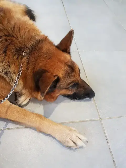 Veterinary Roque Clinic