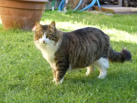 Sérénité Féline - Hôtel pour chats, Comportementaliste spécialiste du chat