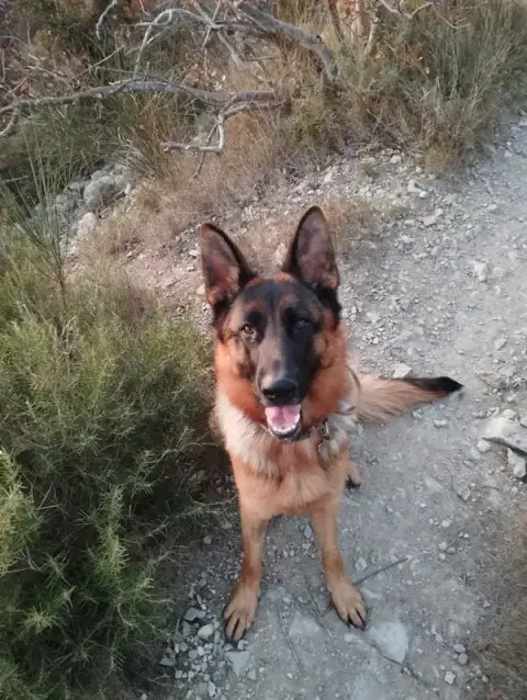 DOG IMPACT - SPÉCIALISTE CANIN
