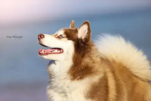 Les petites truffes de Mae - Pomsky Normandie