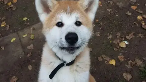 FAMILLYDOG SARL