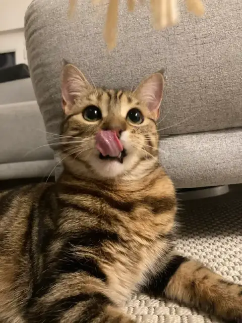 Le Roi des Chats