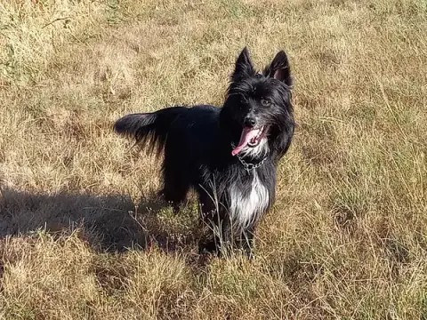 Educdog