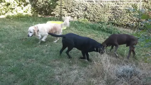 Toutou va bien