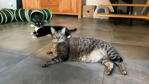 Papattes en l'air - Pet sitters professionnelles 49
