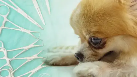 Cani'Chic - Toiletteur Canin Tours