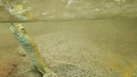 A Cupulatta