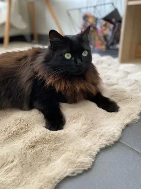 Petsitting 34