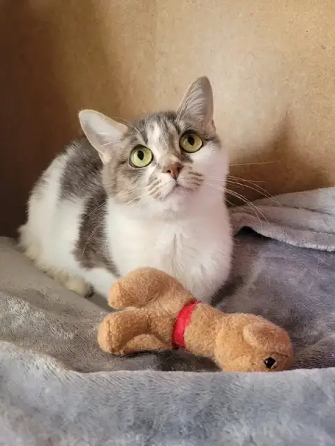 Les chats'ron