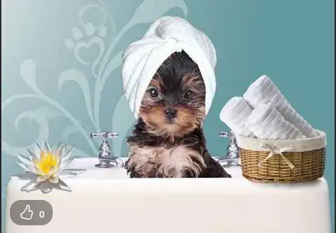 Doggy Coiff'