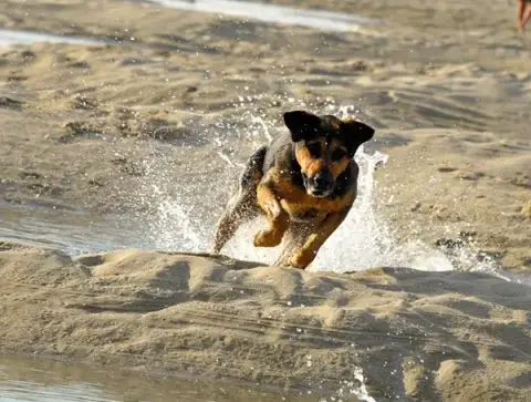 CynoZen Comportementaliste Chiens et Chats, Education Canine, Mantrailling