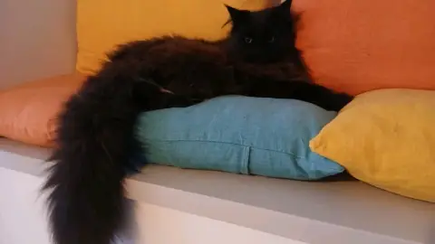 Garde chats