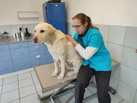 Myriam Meylan Ostéopathie Vétérinaire