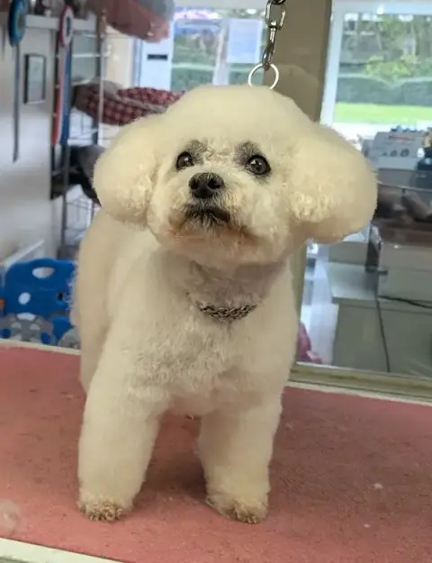 Les Aristochiens - Salon de toilettage canin à Alençon
