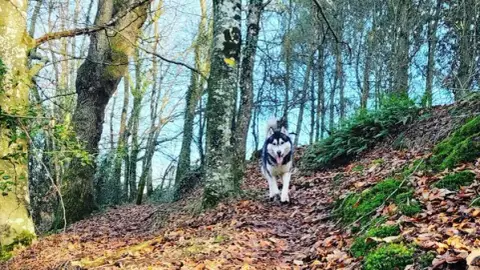 Éduc ta Truffe - Éducateur comportementaliste canin