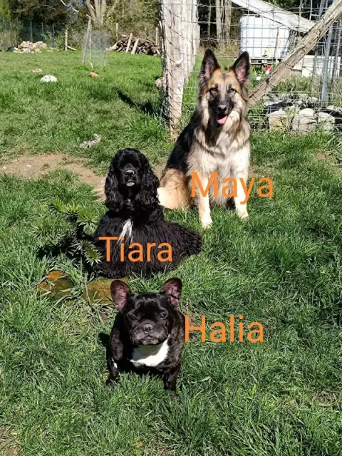 Halia et compagnie