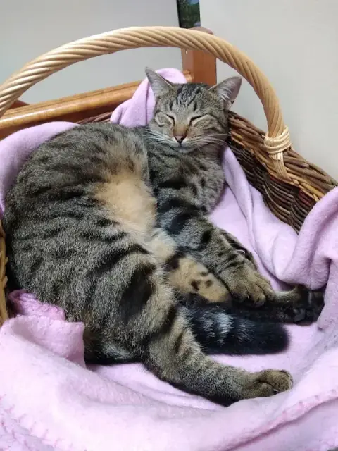 Selarl de Veterinaires Des Mizottes