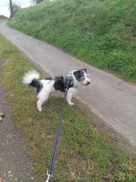 Pattes à selle - Dogwalker & petsitter