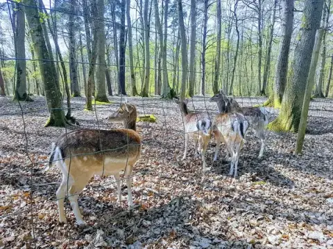 Parc Animalier de Grimbosq