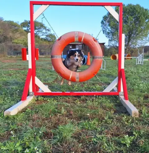 Éducation canine 34