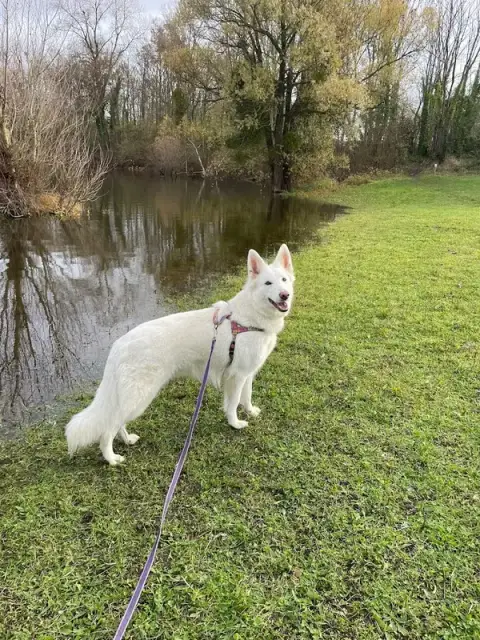 Les Petites Pattes 45 Petsitter
