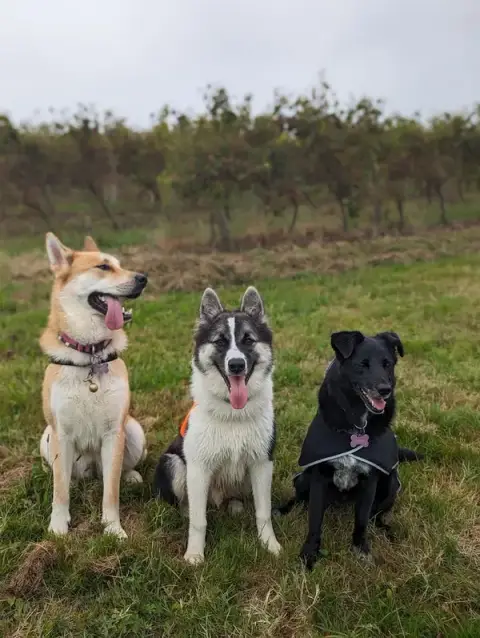 PawsAventure