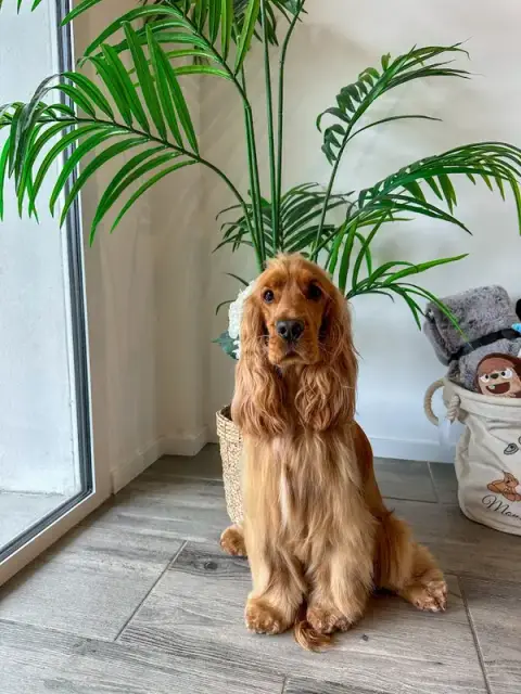Instant Canin