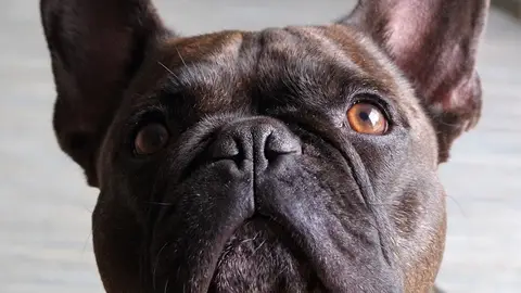 SO Le Salon canin