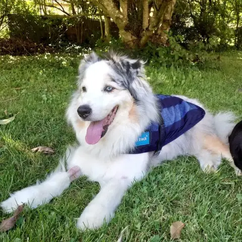 NathAnimaux Educatrice Comportementaliste Canin et Félin
