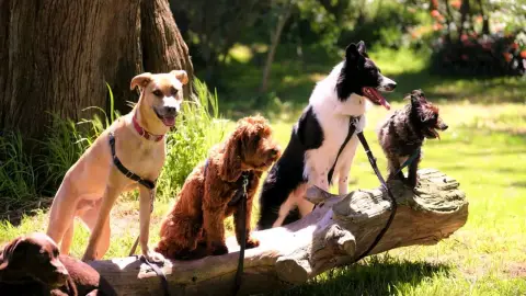 Garde animaux