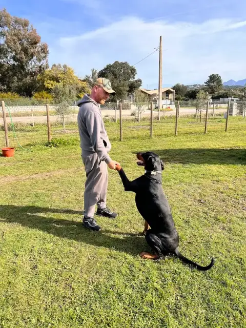 Aux chiens - Educateur canin Ajaccio