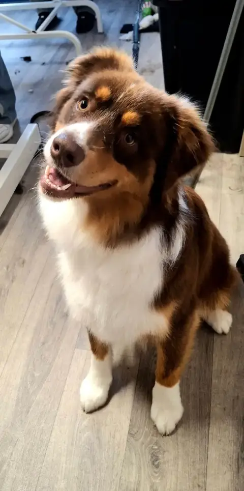 Sweety Dog