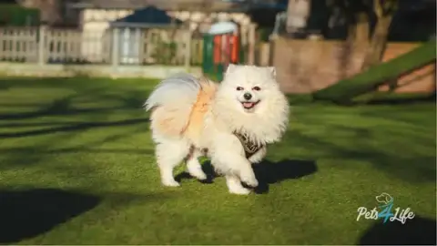 Pets4Life