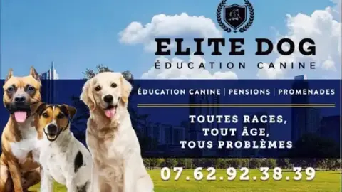 Elite dog