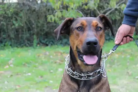 Dog Education Saumur