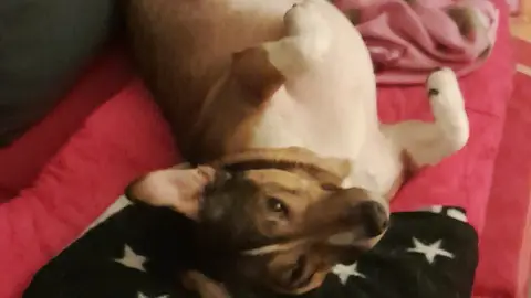 Pet-sitter