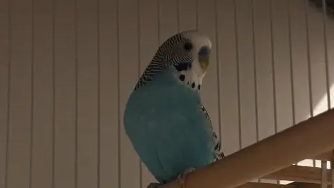 passer du temps avec votre animal de compagnie