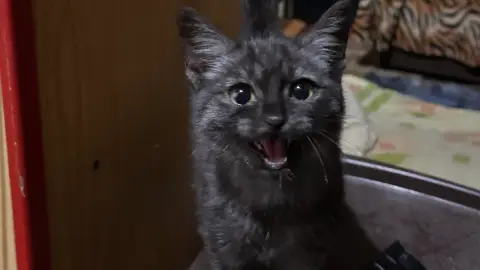 passer du temps avec votre animal de compagnie photo 2