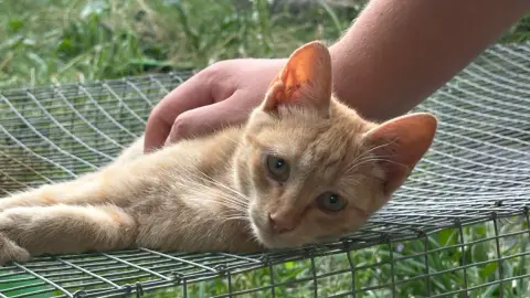 passer du temps avec votre animal de compagnie photo 4
