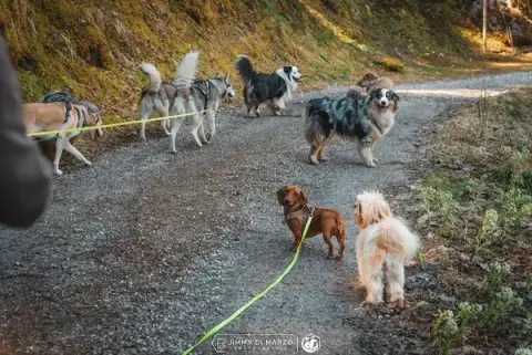 Jimmy Pet-sitter | Service professionnel de garde pour animaux de compagnie