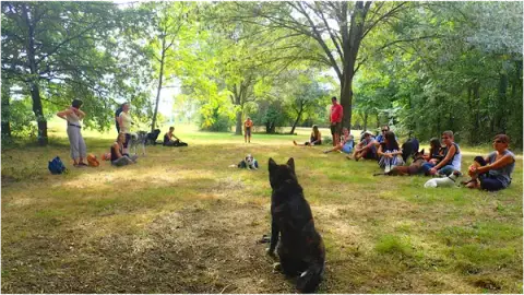 Educateur canin comportementaliste Toulouse