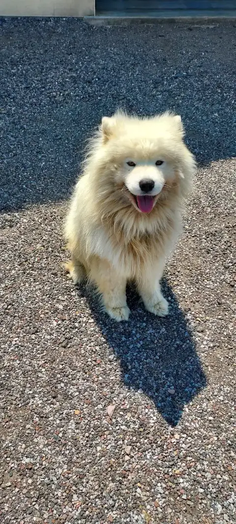 Le Chien Rêveur