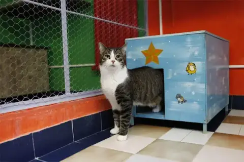 Le Royaume des Animaux