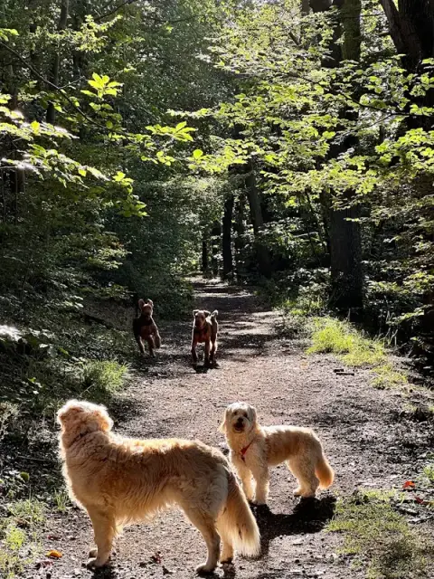 Una&Co Pet Services