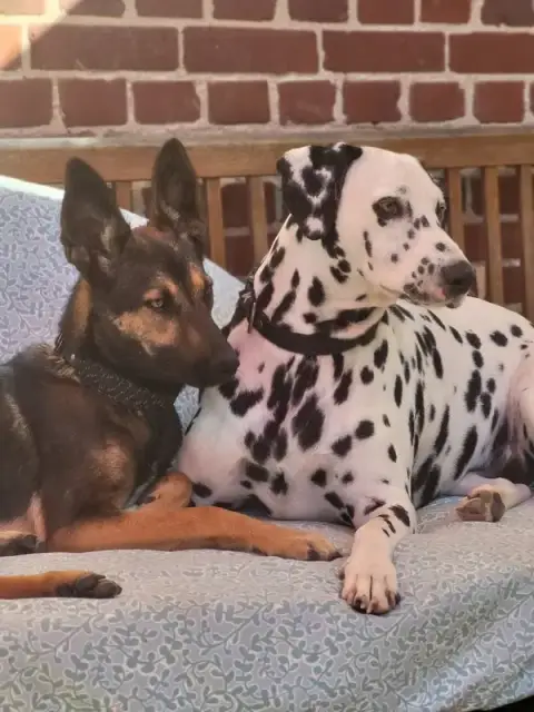 Pet Services - Bien-être animal