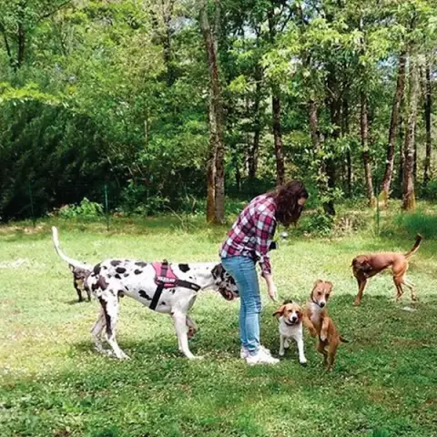 Gaya Animalia