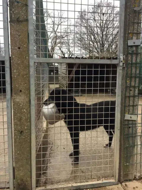 Animal Protection Society S.P.A.