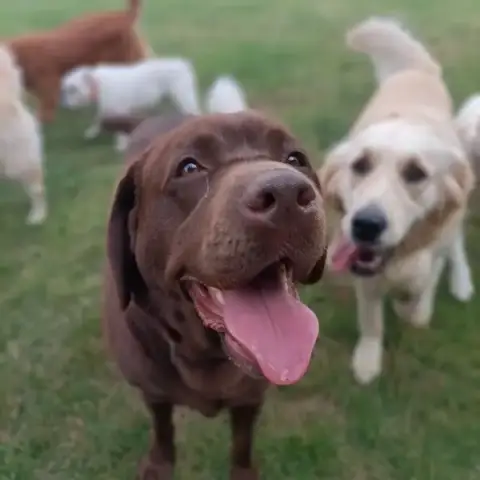 SOCIAL DOG LA PENSION