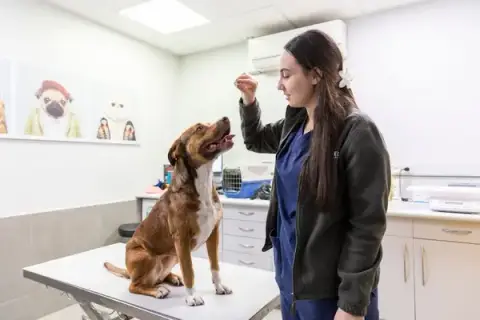 Veterinary Clinic Grand Littoral